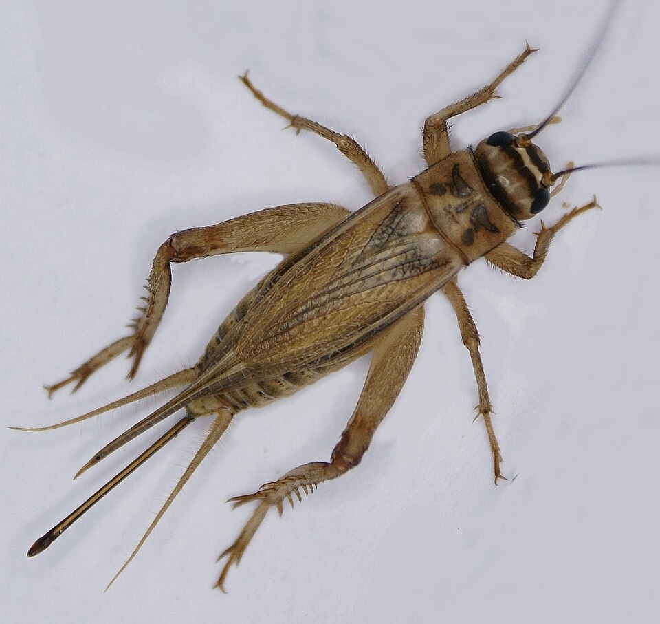 cricket