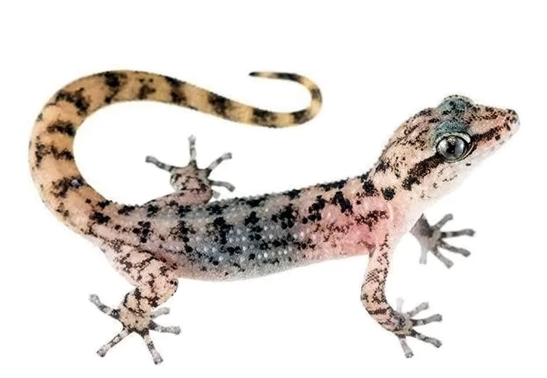 gecko