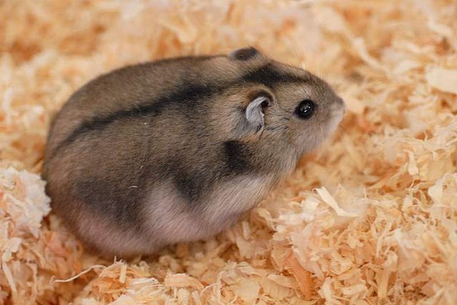 hamster