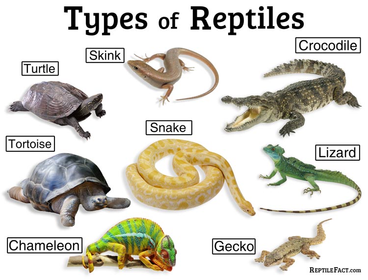 reptiles